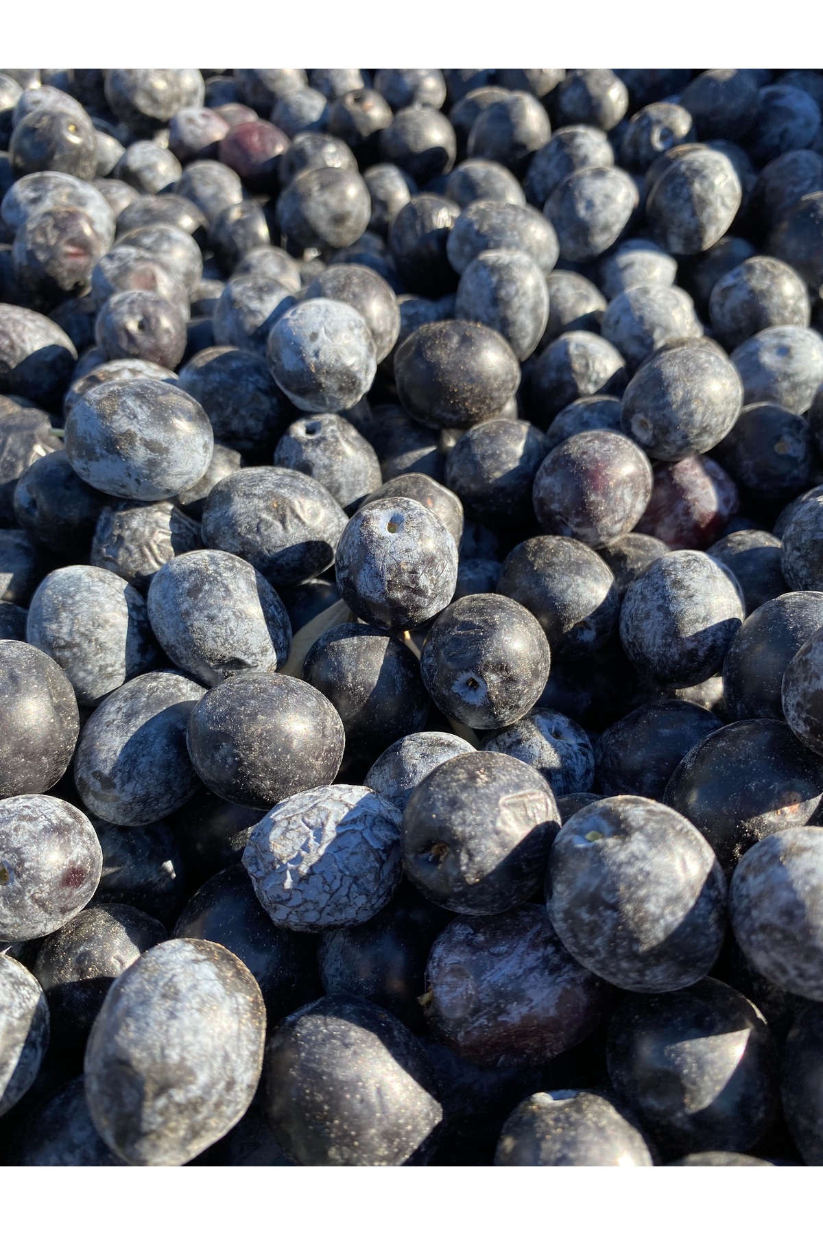 ÇİĞ Siyah Zeytin