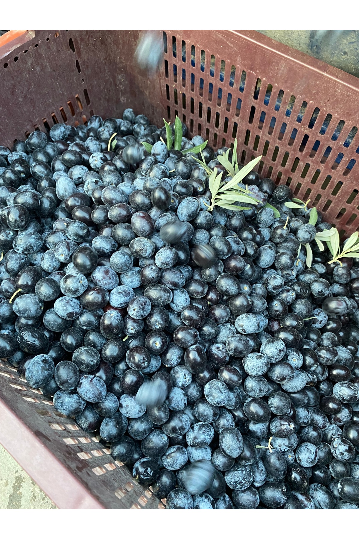 Siyah ( Çiğ ) Ham İşlenmemiş Zeytin 20 kg