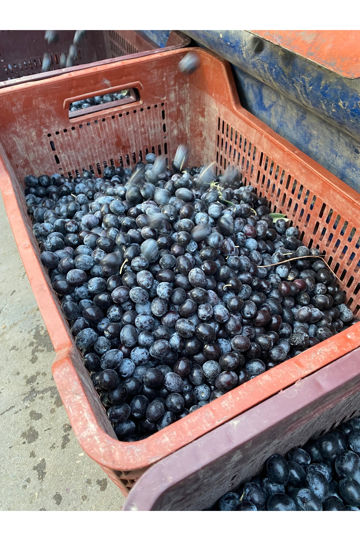 Siyah ( Çiğ ) Ham Zeytin Net : 12,5 Kg