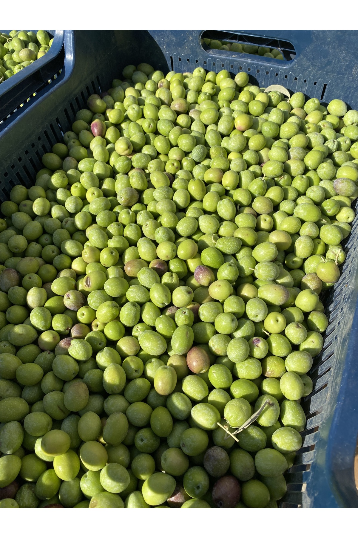 Yeşil Gemlik ( Ham Zeytin ) Net 10 Kg