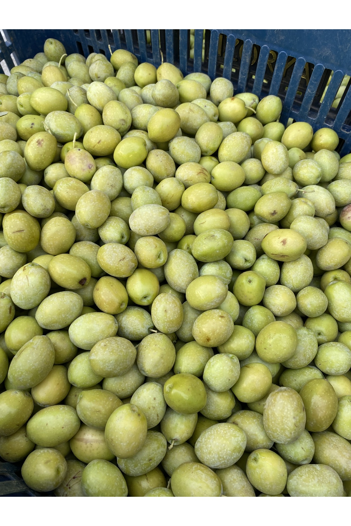 Sarı Ulak Yeşil Zeytin Net 10 kg