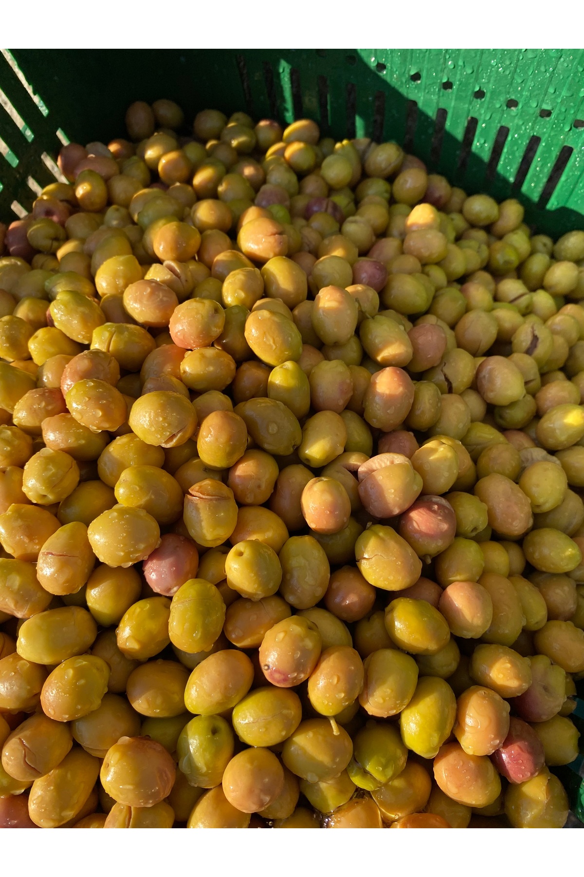 Yeşil Kırma Zeytin Net : 3,5 Kg