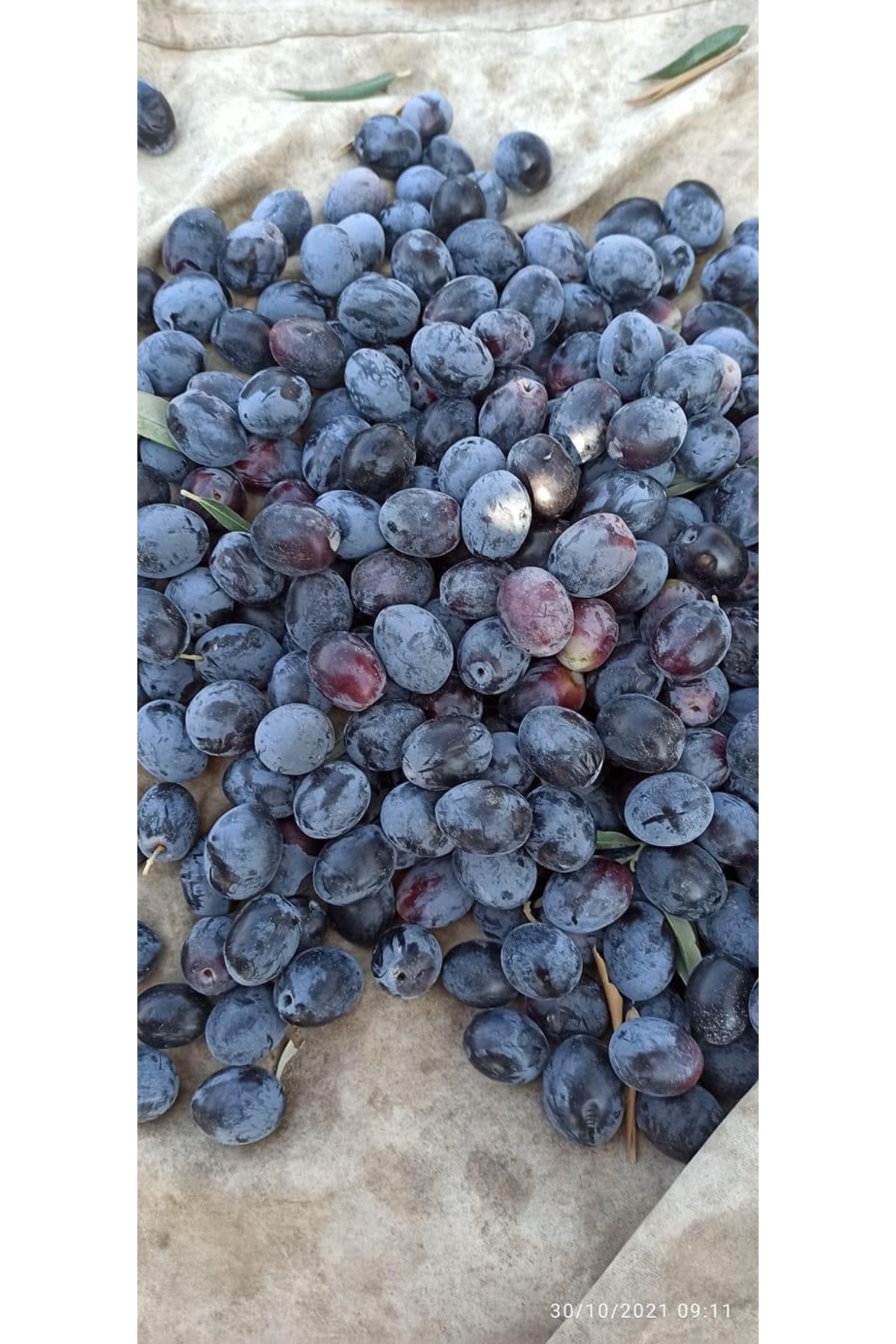 20 Kg Çiğ Ham ( İşlenmemiş ) Zeytin