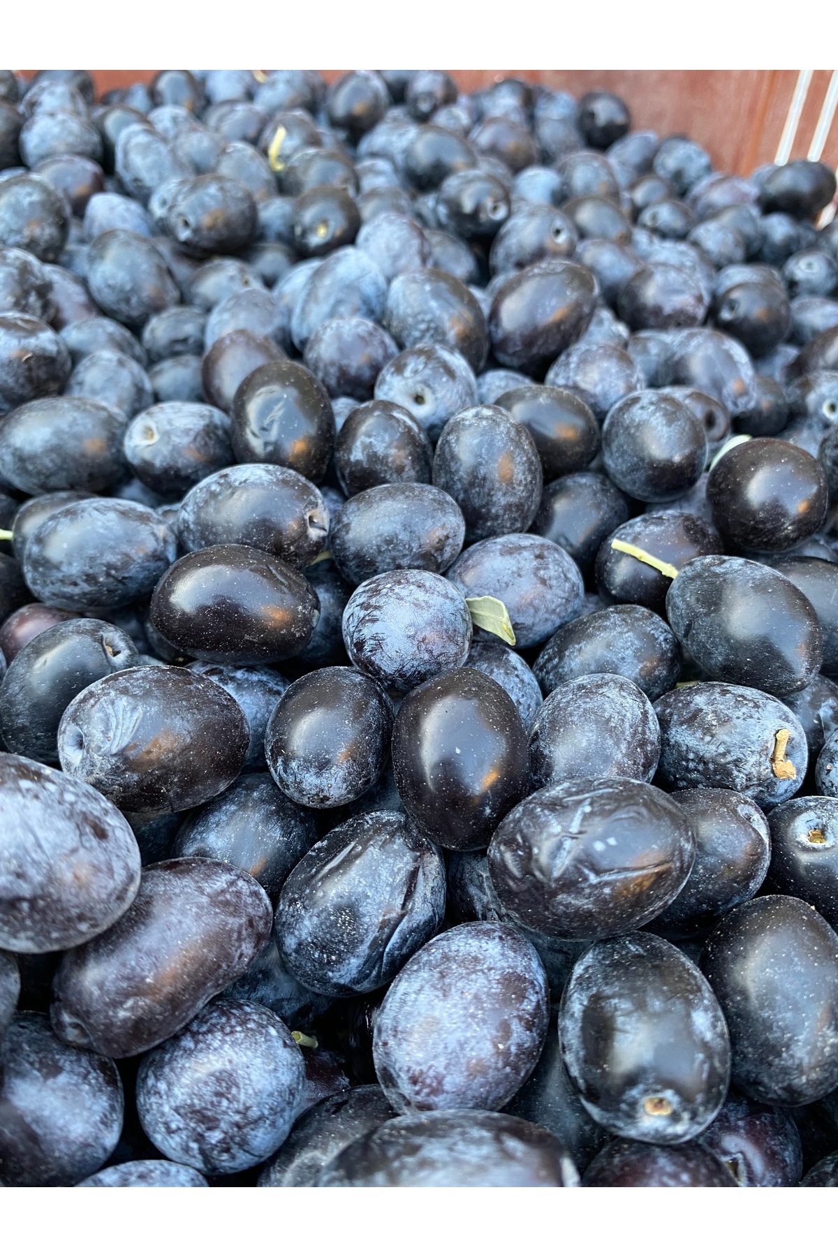 Siyah Ham Zeytin ( İşlenmemiş ) 12 Kg