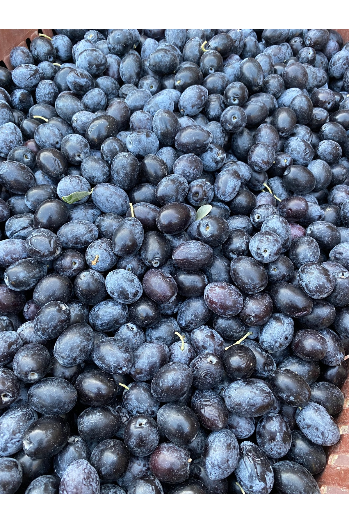 İşlenmemiş Ham Siyah Zeytin Net 6 Kg