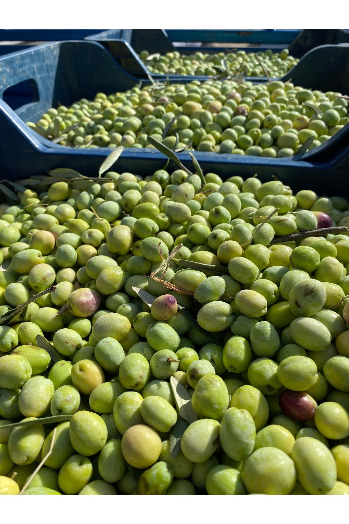 Yeşil Zeytin 5 Kg ( işlenmemiş )