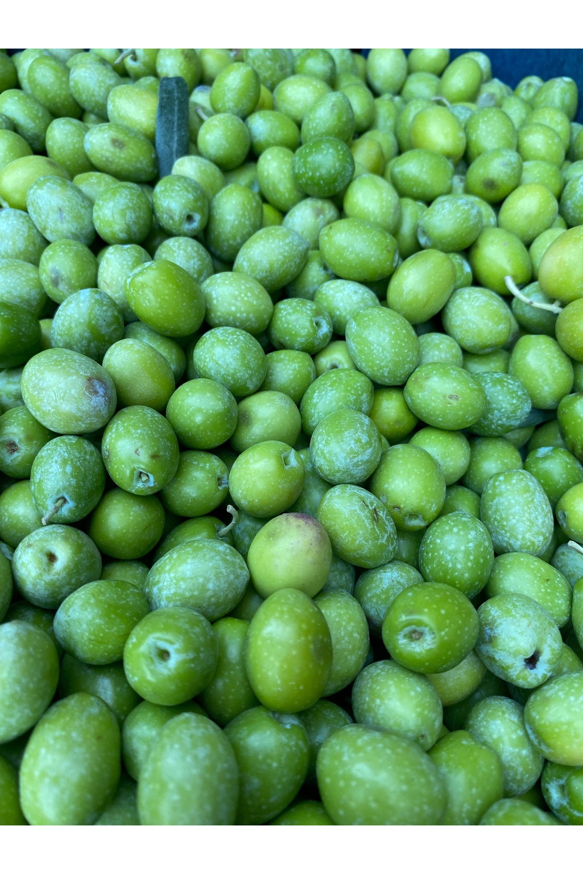 Yeşil Zeytin 20 Kg ( İşlenmemiş )