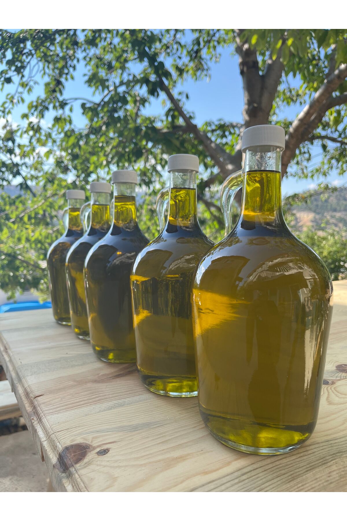 1 Litre Galon Cam Şişe İlk Hasat Zeytinyağı
