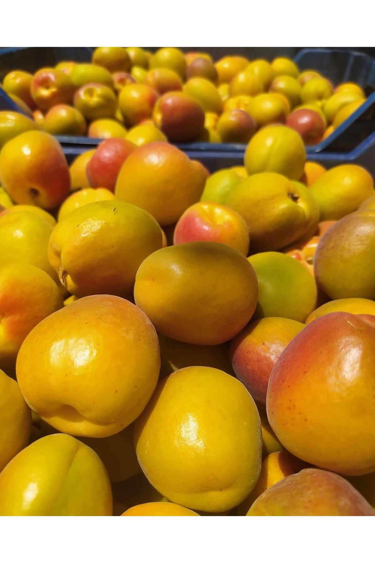 Mut Kayısısı Sofralık Net : 3 Kg