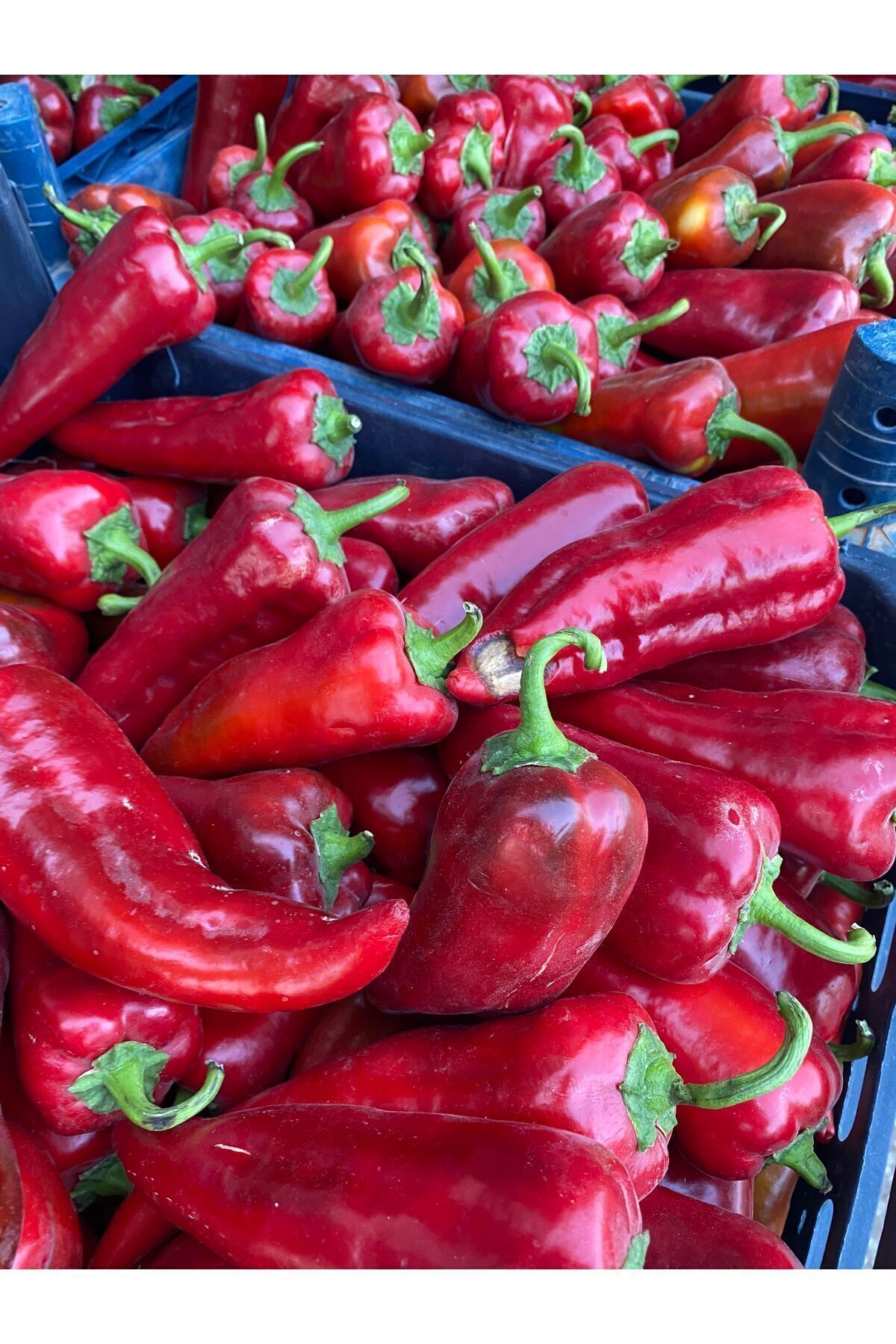 Tatlı Biber Salçası Net : 2 Kg