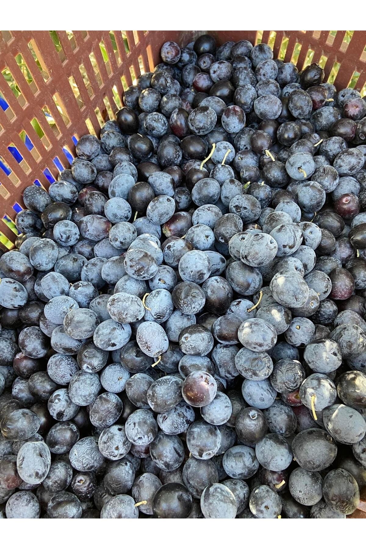 Siyah Zeytin ( Ham Zeytin,işlenmemiş ) Net : 10 Kg