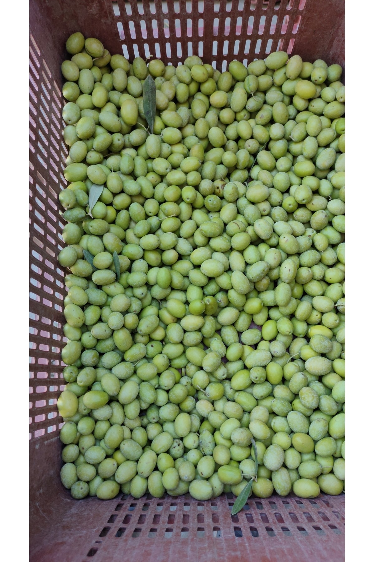 Yeşil Zeytin Net 10 kg
