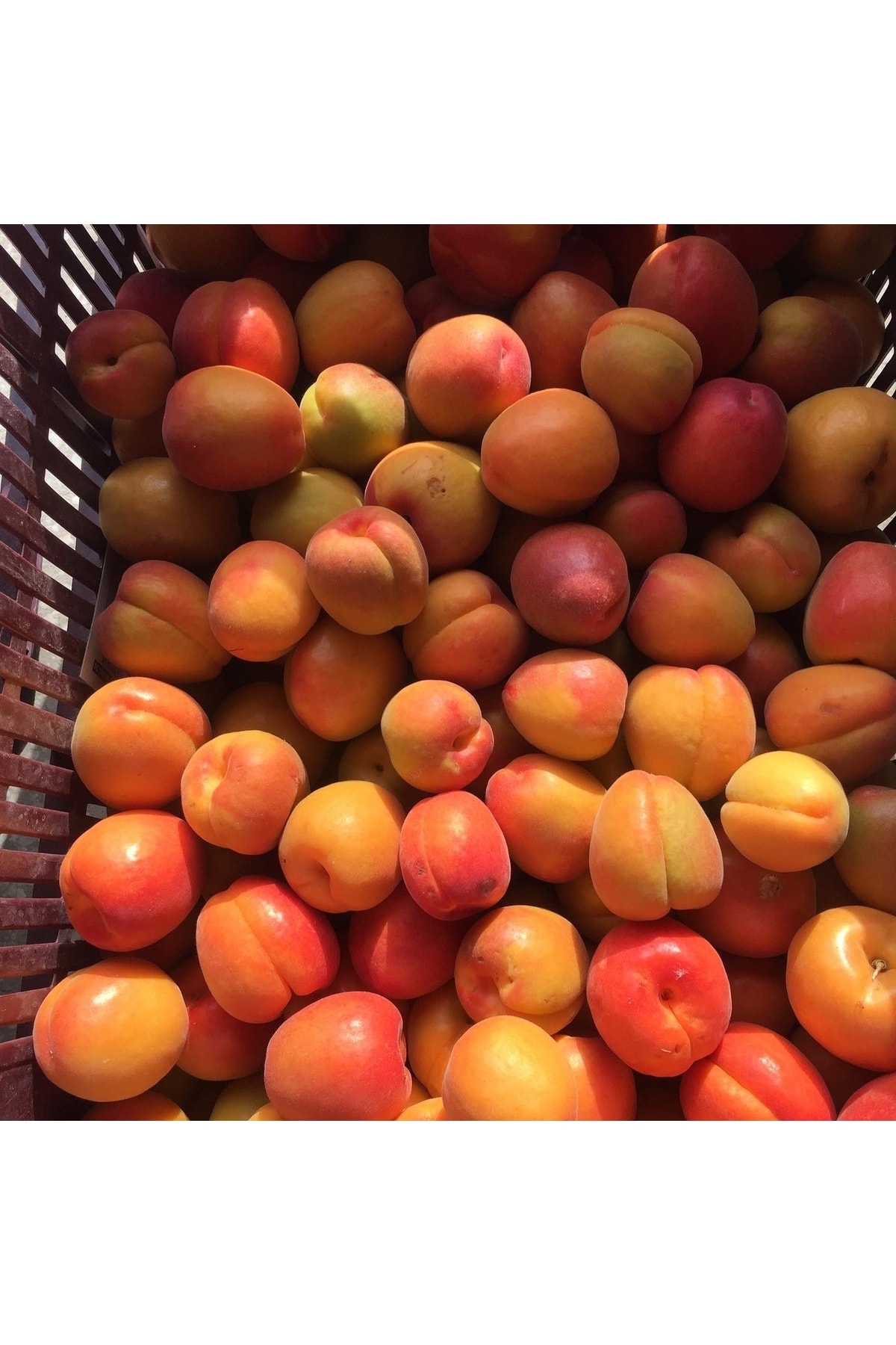 Karışık Meyve Kutusu Net 5 Kg ( 2.5 Kg Erik Ve 2,5 Kg Kayısı )