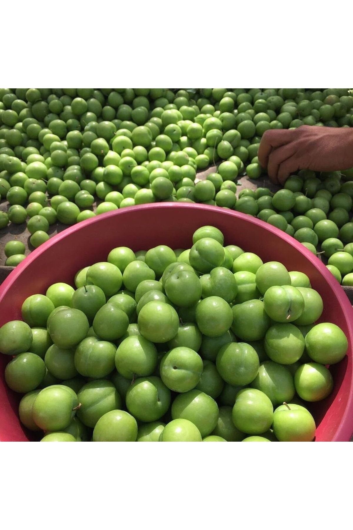 Yeşil Erik Net 5 Kg