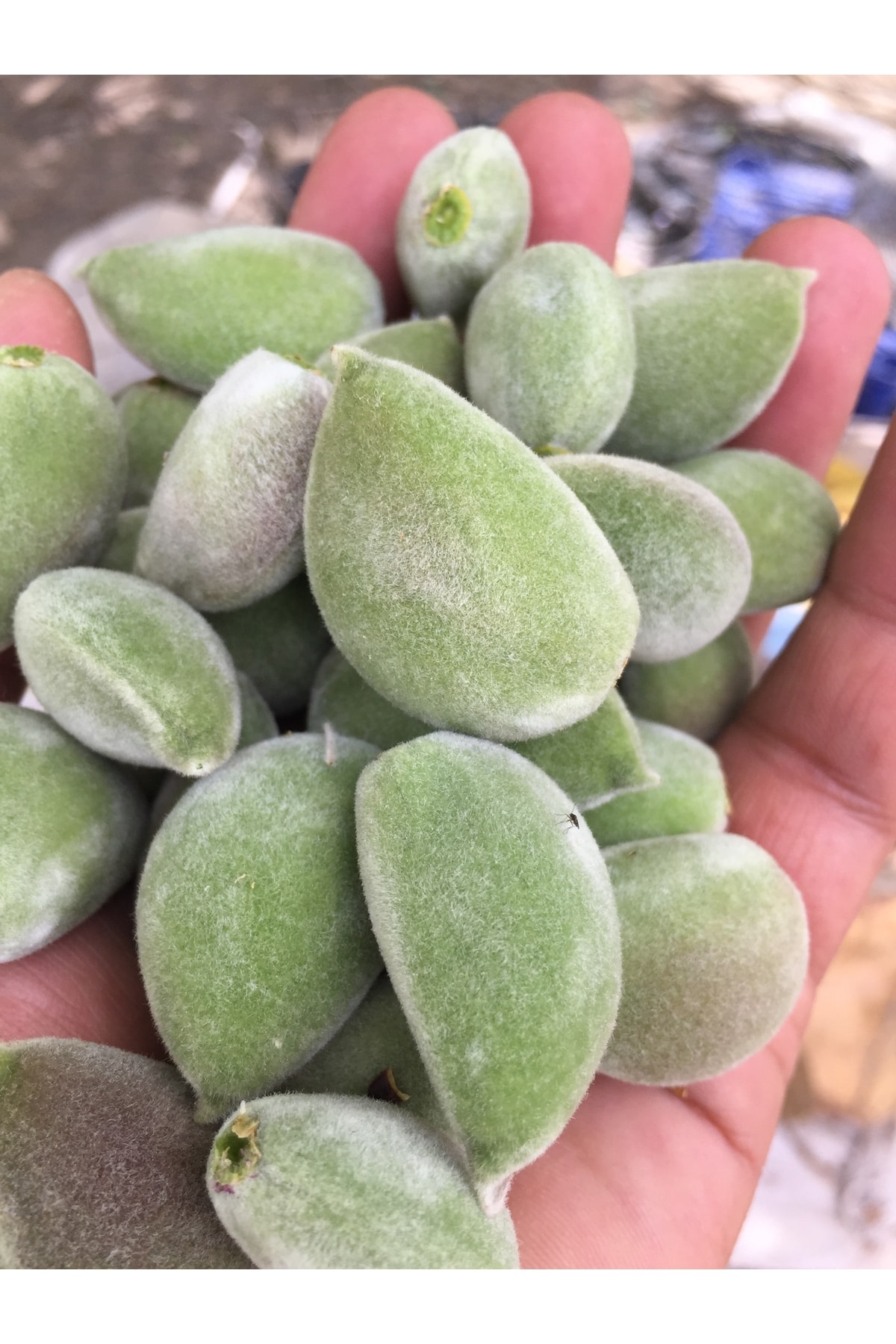 Badem Çağlası Net 2,5 Kg