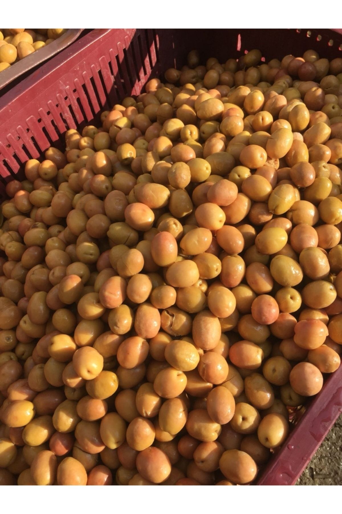 Yeşil Zeytin Kırma Net 10.5 Kg ( 3 Adet 5'lik Pet ) Sulu Ağırlık 17 Kg